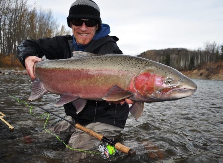 Gregg Lauder Steelhead